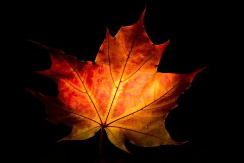 Sheet of maple tree on black background. Stock Photos