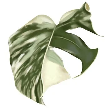 Sheet monstera alba. tropical leaf with white spots. Watercolor sheet Stock-Illustration