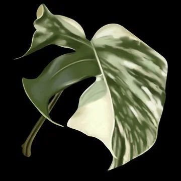 Sheet monstera alba. tropical leaf with white spots. Watercolor sheet Stock Illustration