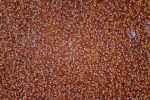Sheet of old rusty iron. Close up. Фото