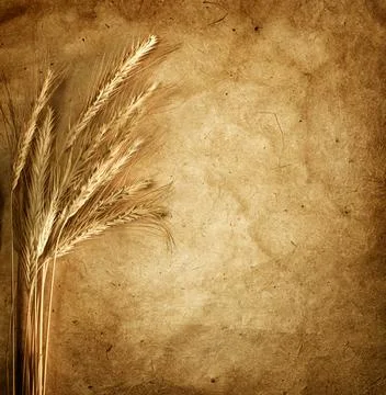Sheet of paper with ears of wheat Stock Photos