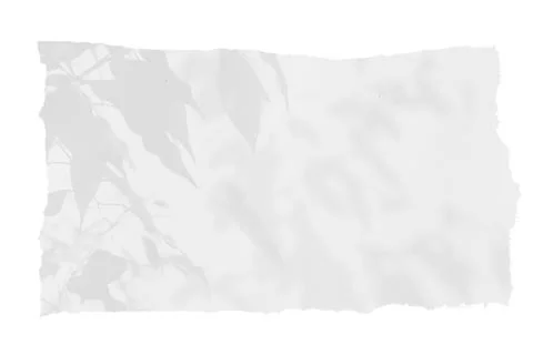 Sheet of paper on a transparent background with a shadow of tree leaves Stock Photos