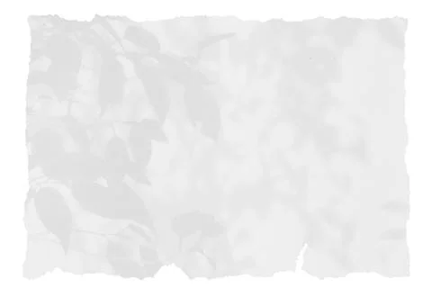 Sheet of paper on a transparent background with a shadow of tree leaves Stock Photos