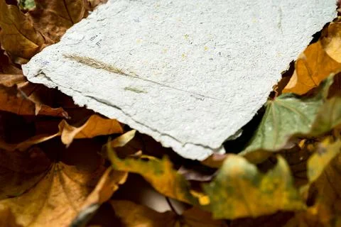 A sheet of recycled paper and dry flowers lies on autumn leaves. Autumn Flatlay Stock Photos