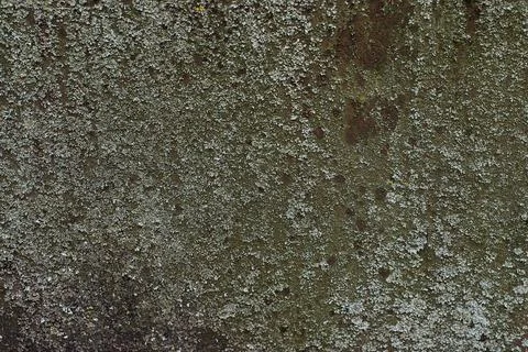 A sheet of rusty mossy iron. Texture. Close up view. Stock Photos