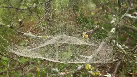 Sheet spider web with dew droplets Stock Footage 147510421