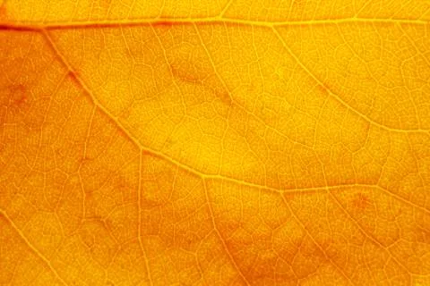 Sheet structure macro Stock-Fotos