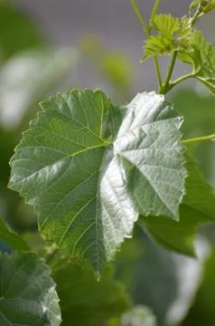 Sheet of vine Stock Photos