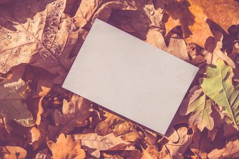 A sheet of white paper on a background of fallen autumn leaves 库存照片