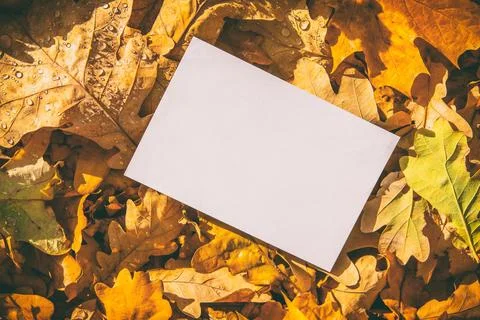 Sheet of white paper on a background of fallen autumn leaves 写真素材