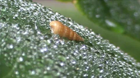 Sheet on wind  스톡 동영상 938996