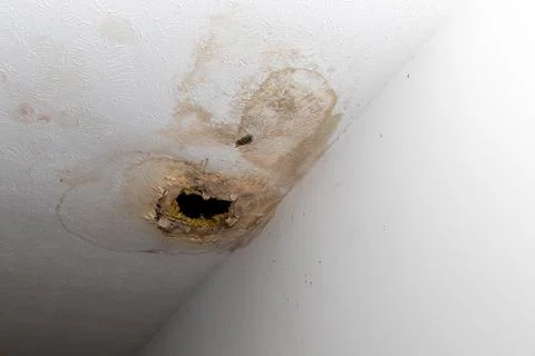 Sheetrock ceiling damaged from water. Stock Photos