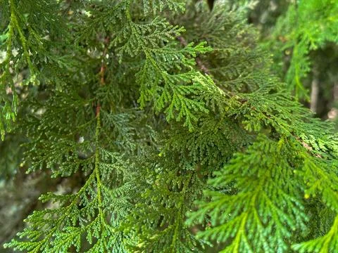 Sheets of pine on a spring day Stock Photos