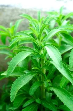 Sheets of stevia in a garden Stock Photos