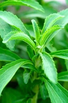 Sheets of stevia in a garden Stock Photos