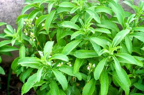 Sheets of stevia in a garden Stock Photos