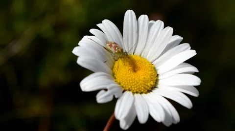Sheild Bug on Large Daisy Stock Footage 52562507