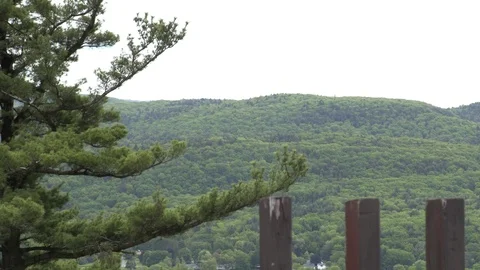Shelburne Falls Forrest 库存影片 77581137