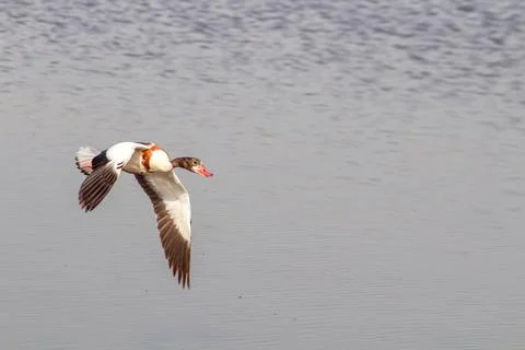 Shelduck Flying in the Sky Stock Photos
