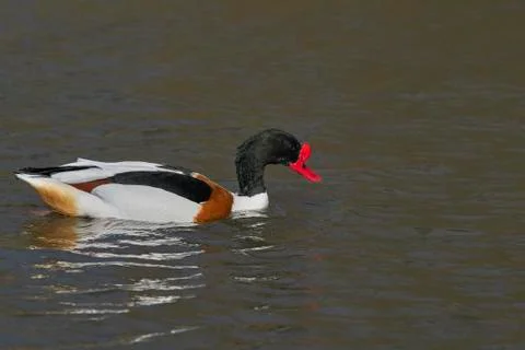 Shelduck Stock Photos