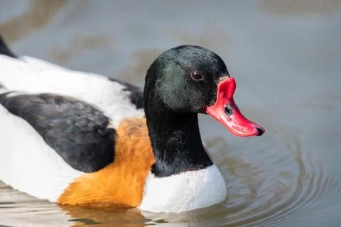 Shelduck Stock-Fotos