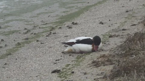 The shelduck is sick with avian flu Stock Footage 280272267