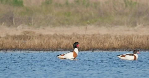 Shelduck  swim in pond Stock Footage 130592720