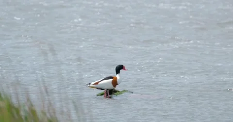 Shelduck  swim in pond Stock Footage 130592784