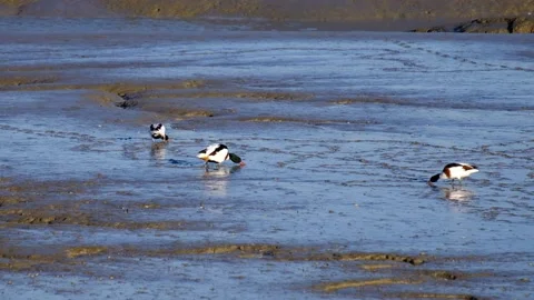 Shelducks feeding in the mud during low tide Stock Footage 232770933