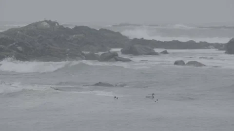Shelducks in Stormy Sea Stock Footage