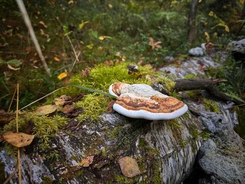 Shelf fungus growing on tree trunk in the forest Stock-Fotos