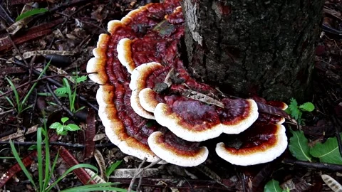 Shelf Mushrooms Vídeo Stock 168330635