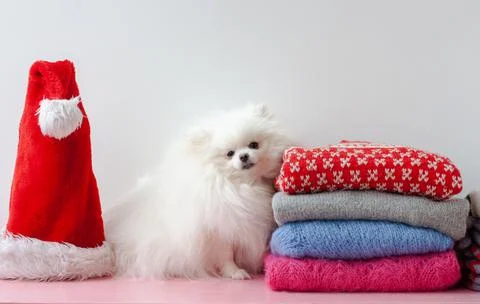 On the shelf next to a stack of Christmas and New Year sweaters sits a white Foto stock