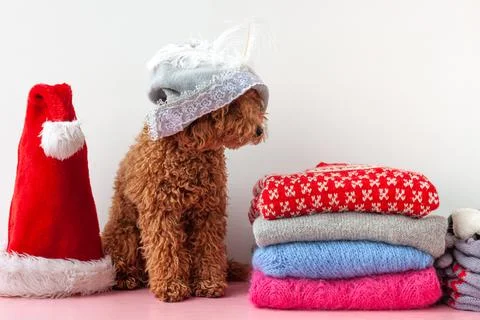 On the shelf next to a stack of Christmas, New Year's sweaters sits a small p Stock Photos