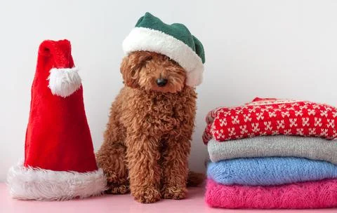 On the shelf next to a stack of Christmas, New Year's sweaters sits a small p Foto stock
