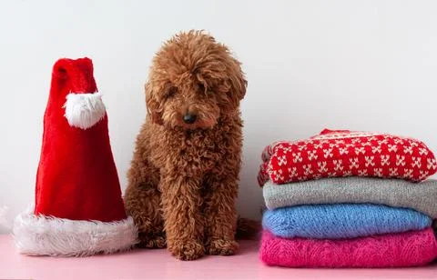 On the shelf next to a stack of Christmas, New Year's sweaters, a small poodl Foto stock