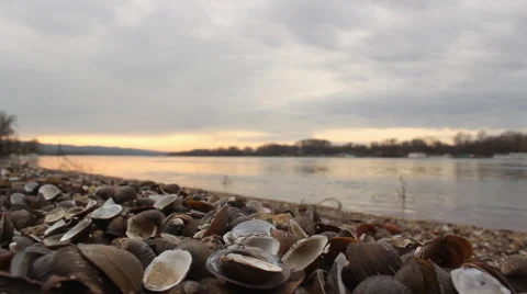 Shelfish shells at Danube river at sunset Stock Footage 57670400