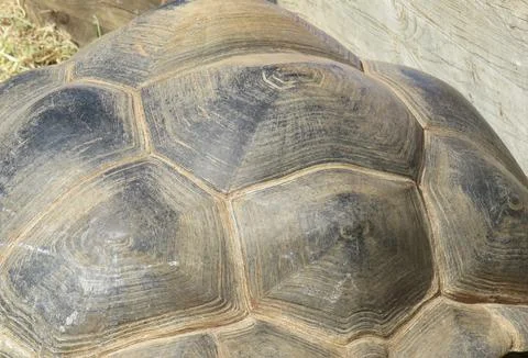 The shell of an Aldabra giant tortoise Fotos Stock