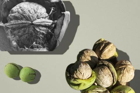 Shell Anatomy: Microscopic Walnut Kernel Texture and Raw Unpeeled Crop Layout Stock Photos