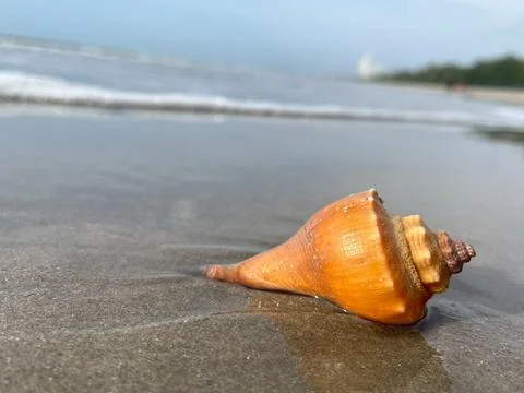 Shell and beach-1 (6) Stock Photos