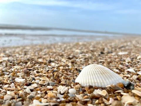 Shell and beach-1 (8) Stock Photos