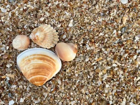 Shell and beach Stock Photos