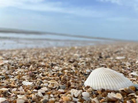 Shell and beach Stock Photos
