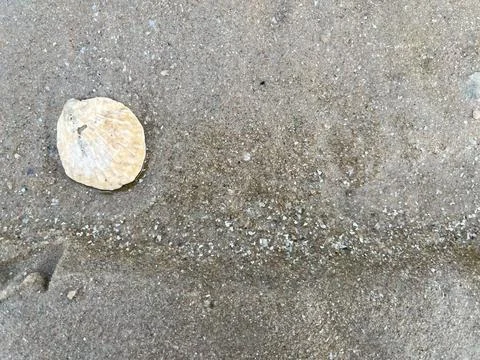 Shell and beach Stock Photos