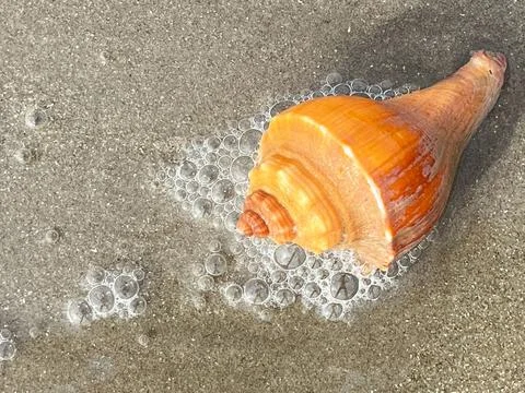 Shell and beach Stock Photos