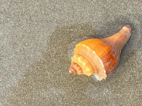 Shell and beach Stock Photos