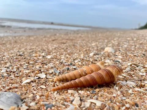 Shell and beach Stock Photos