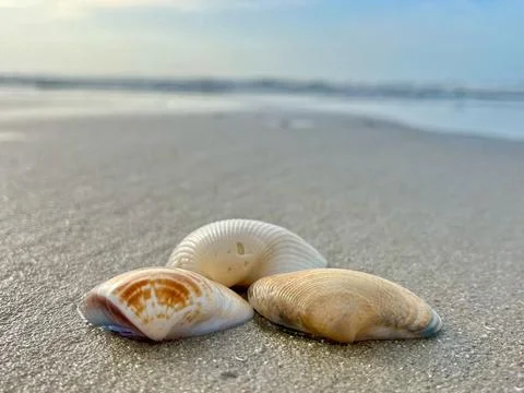 Shell and beach Stock Photos
