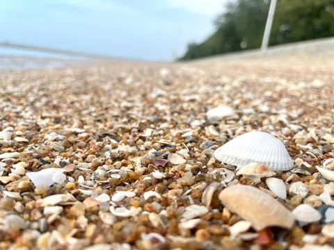 Shell and beach Stock Photos