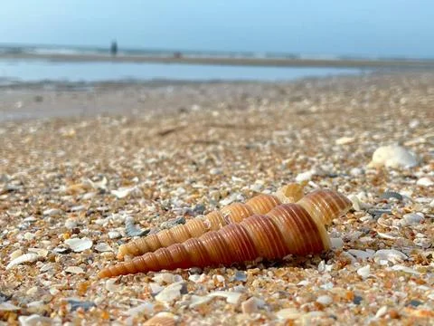 Shell and beach Stock Photos